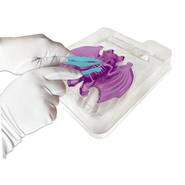 Kit de Disección - Murciélago