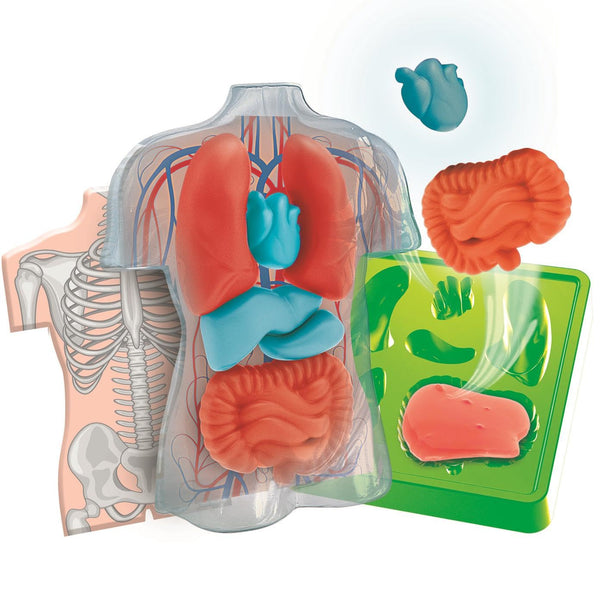 Kit de Anatomía de Organos - Squishy